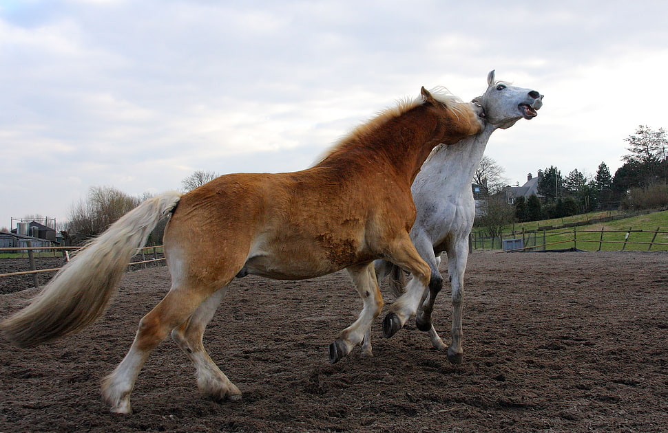 brown and white horse fighting during daytime HD wallpaper
